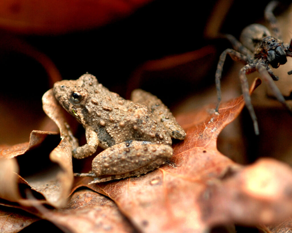 frog and spider